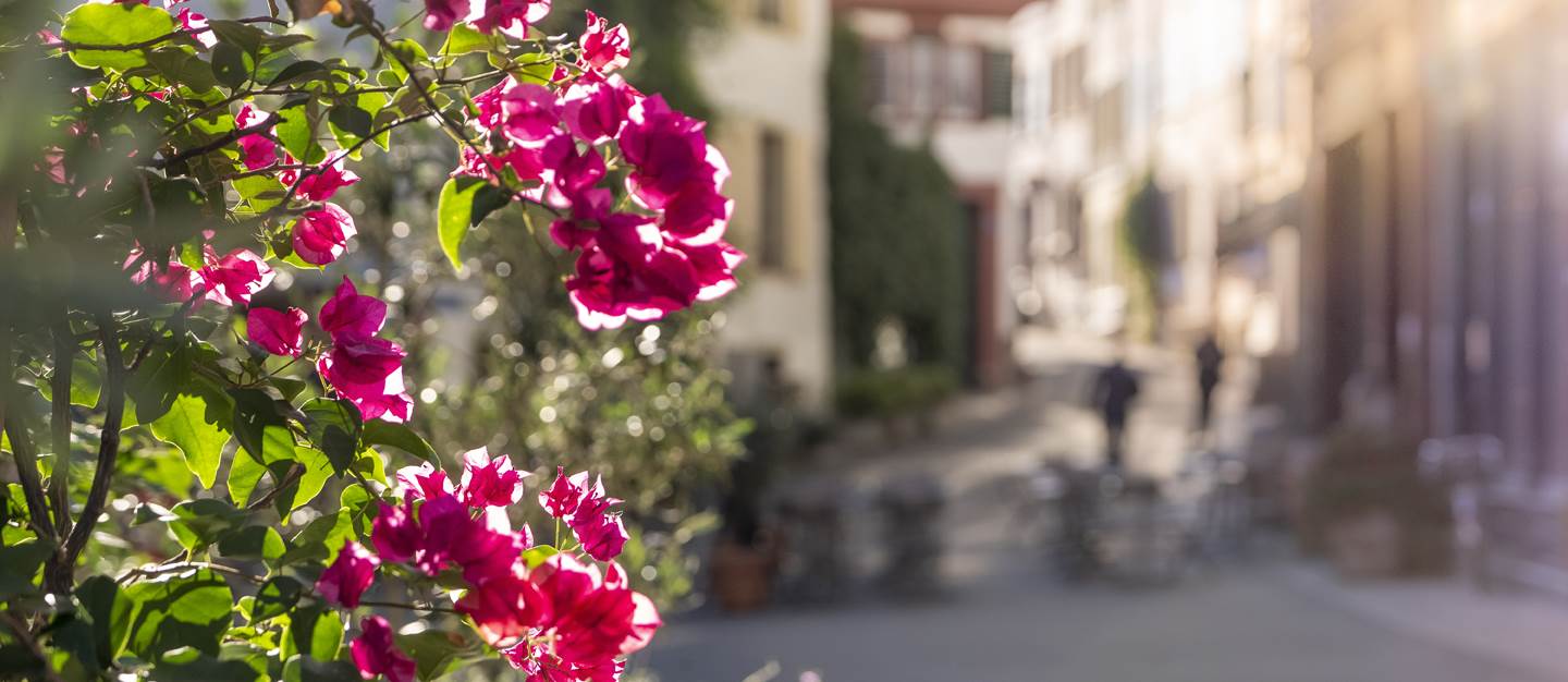 Basel Altstadt Blumen