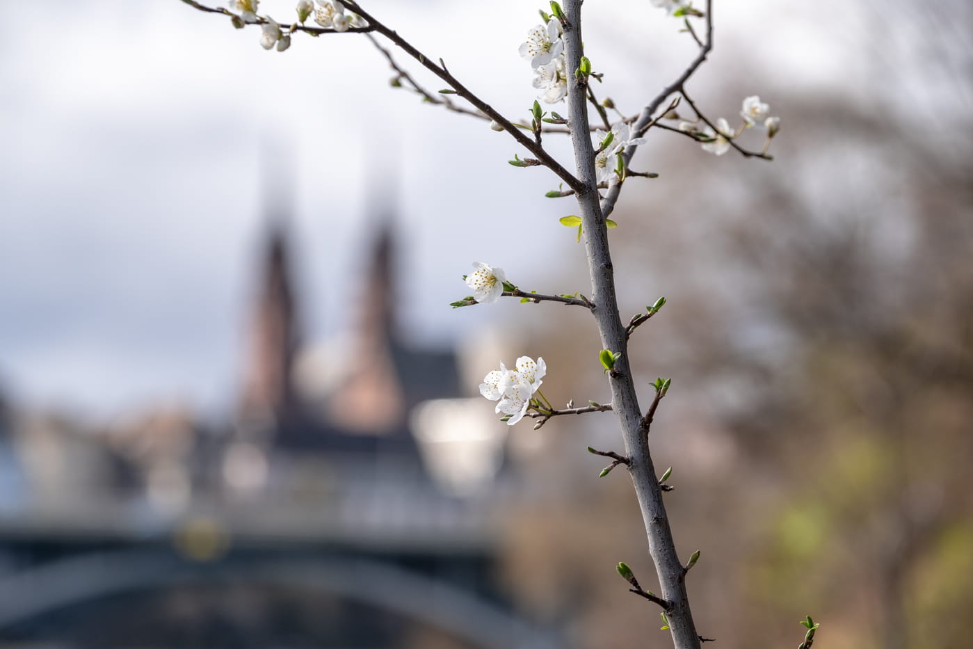Basel Münster Blume