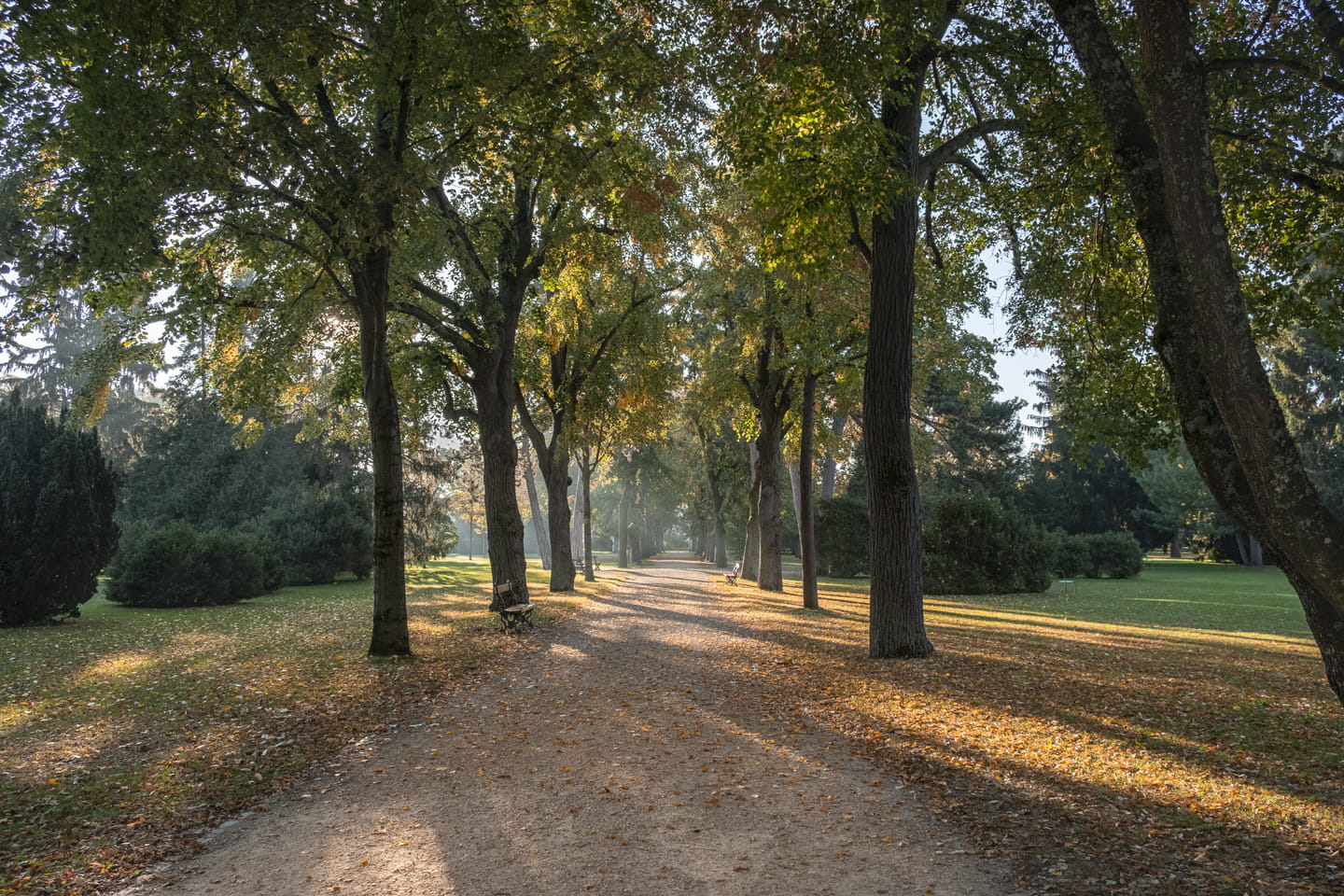 Basel Park Bäume Alee