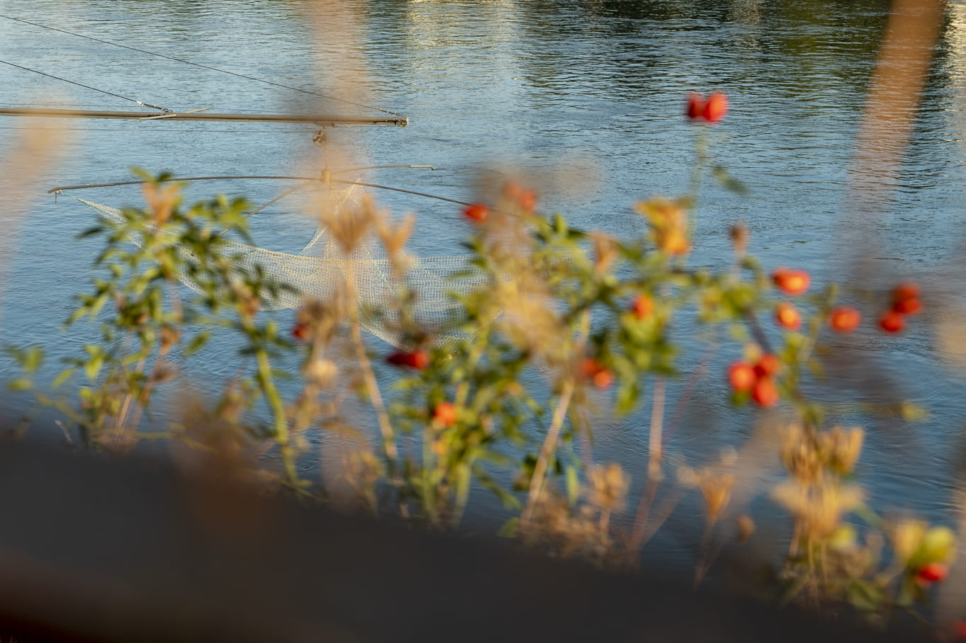 Basel Rhein Blumen Wasser