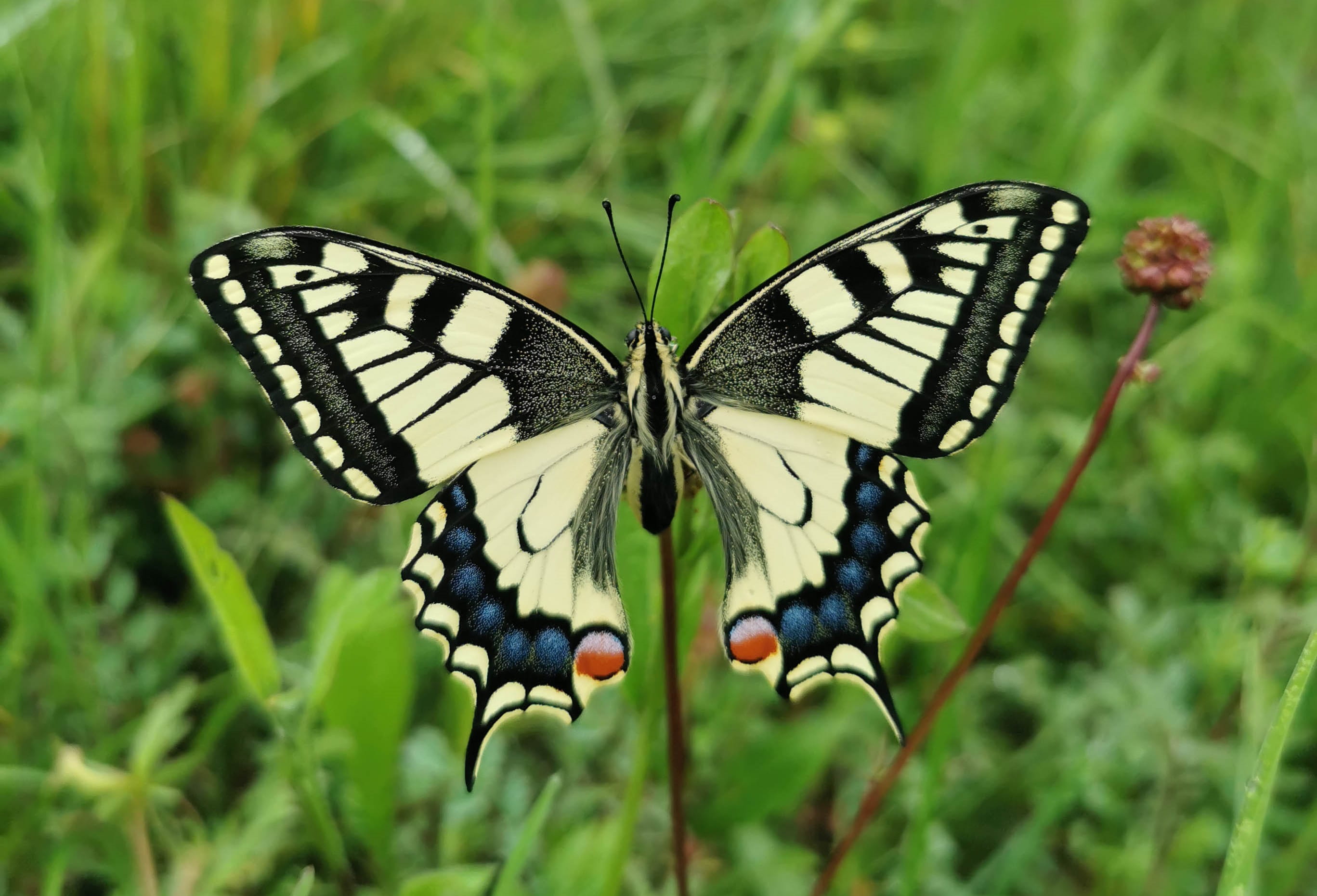 Biodiversität in der Schweiz Den Garten naturnah gestalten Basler