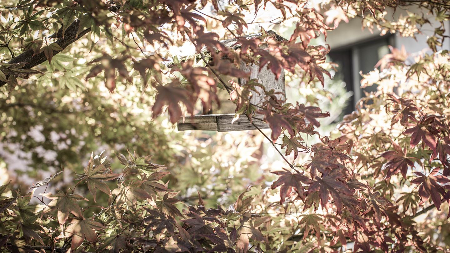 Baum mit herbstlichen Blätter und Vogelhaus