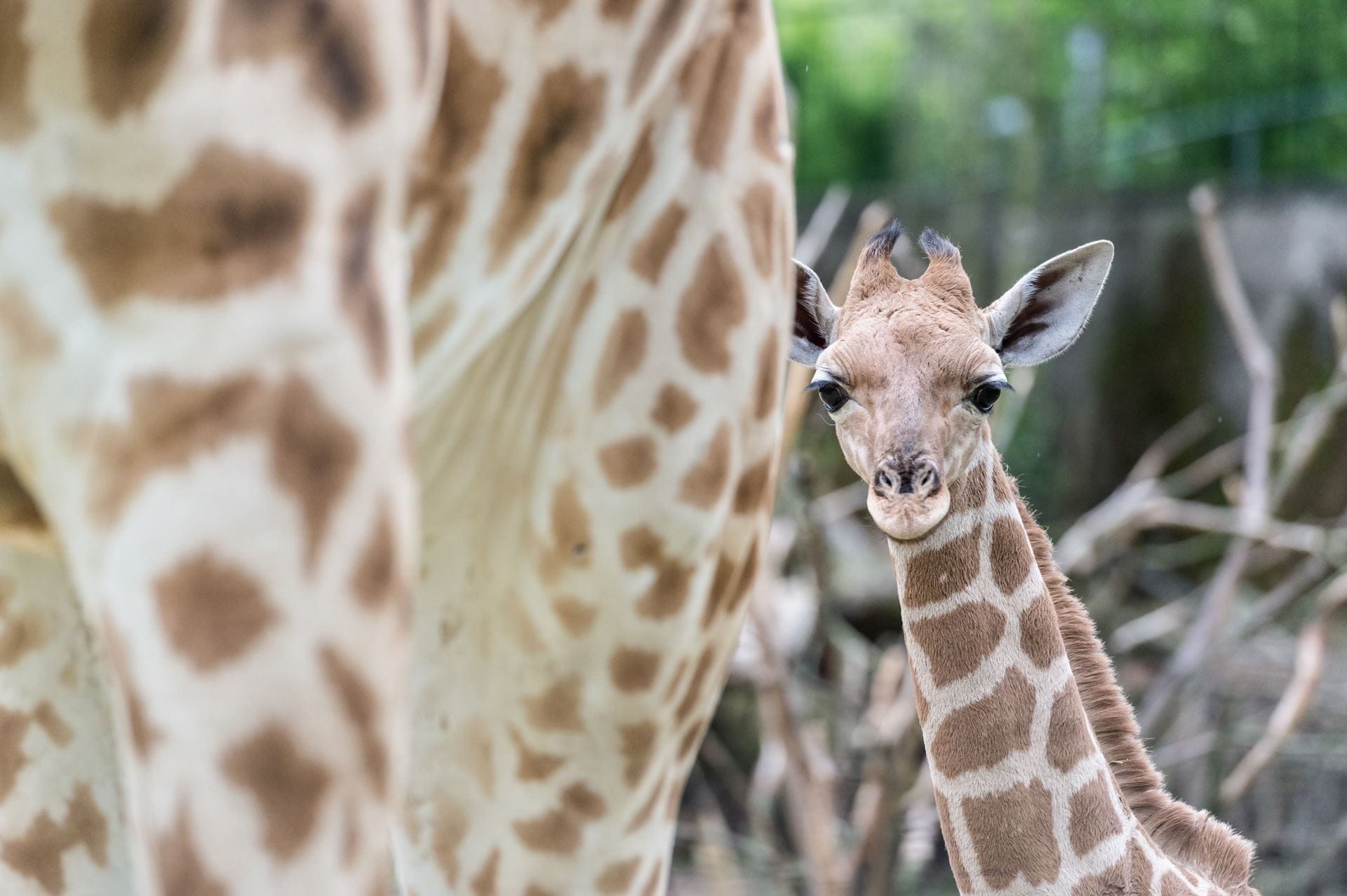 Giraffe Zolli