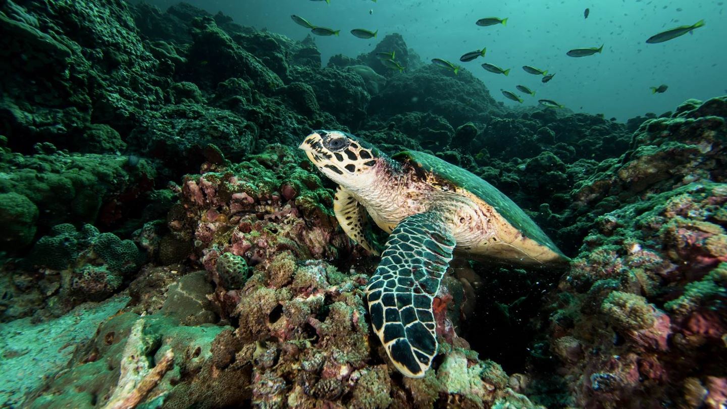 Eine Wasserschildkröte
