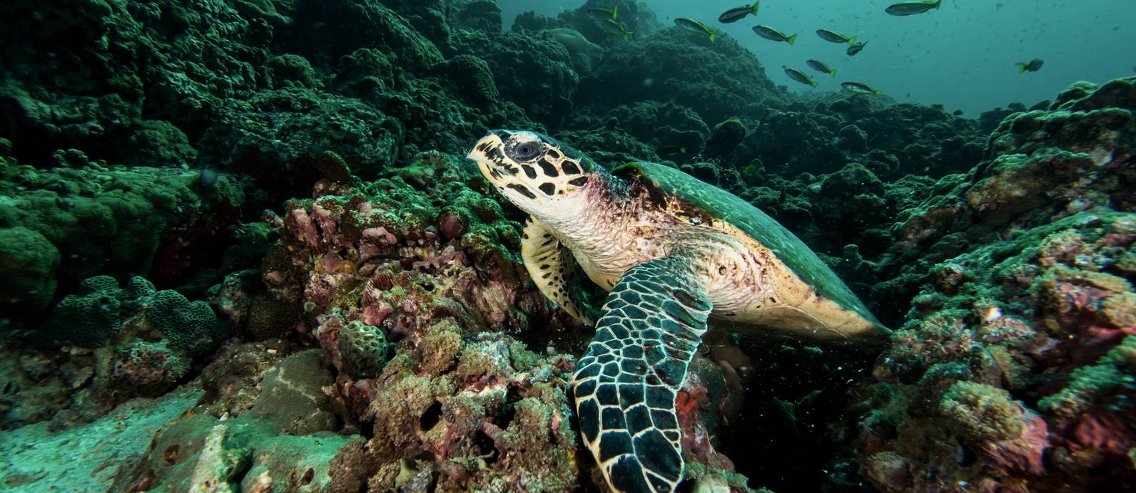 Eine Wasserschildkröte